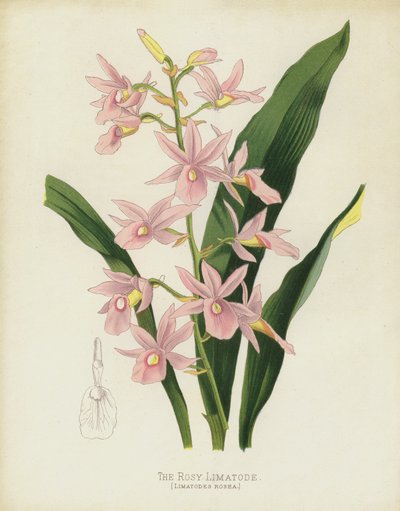 The Rosy Limatode by English School